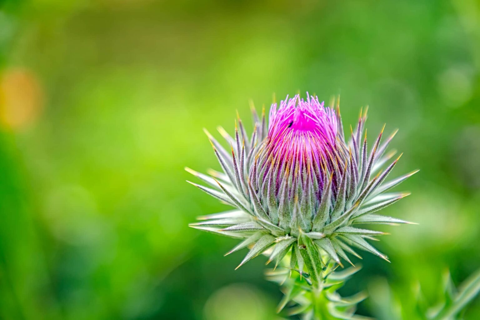 Thistle honey