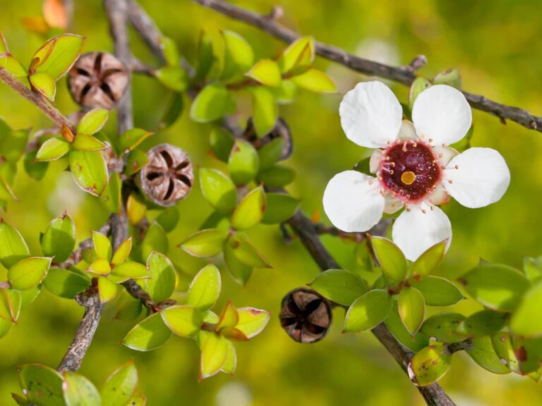 Miele di manuka