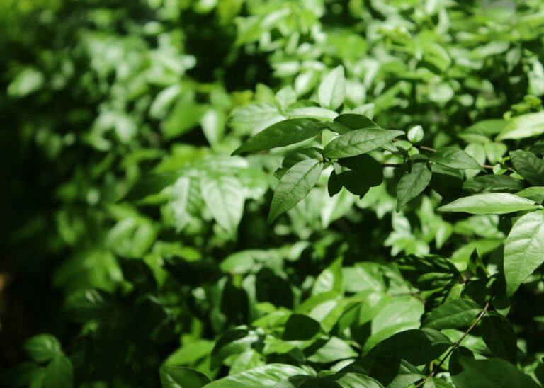 Miele di melata