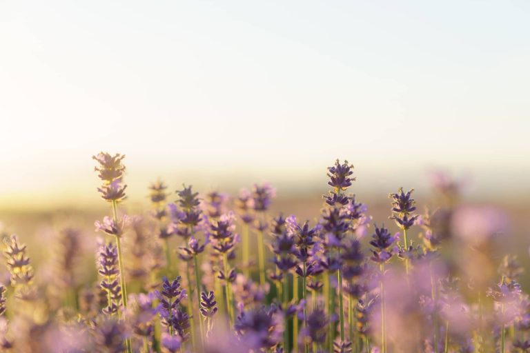 Miele di lavanda