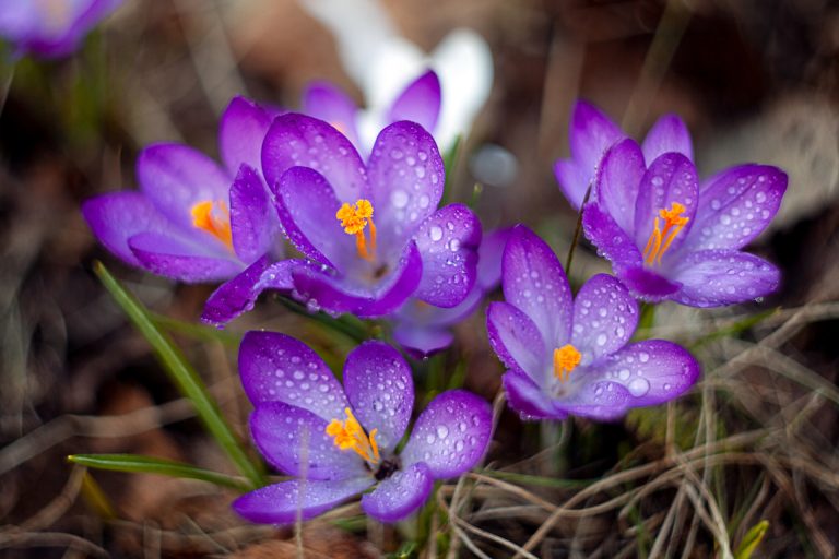primula