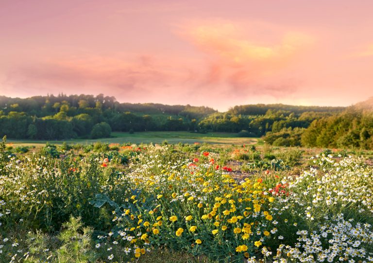 Fiori di campo