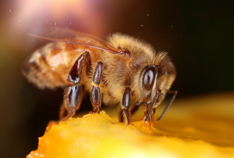 nutrire le api