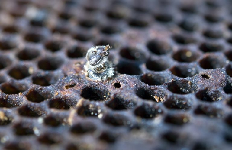 acido formico in apicoltura