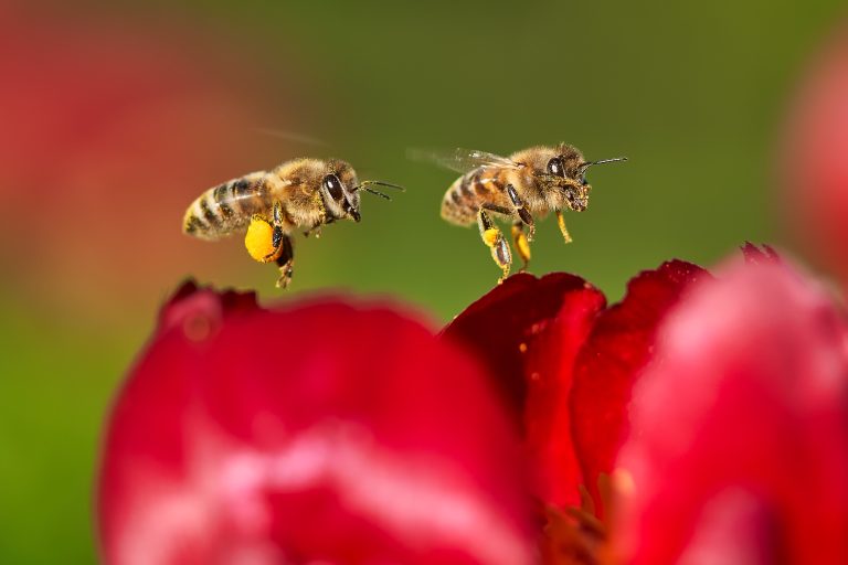Dua api con il loro bottino di polline, volano al di sopra di un fiore