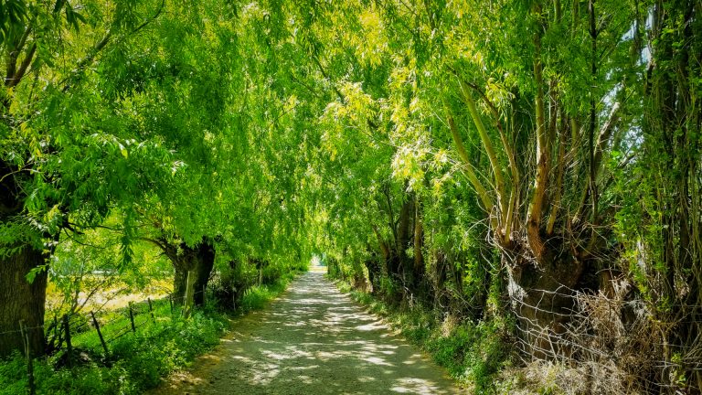 Corridoi ecologici urbani