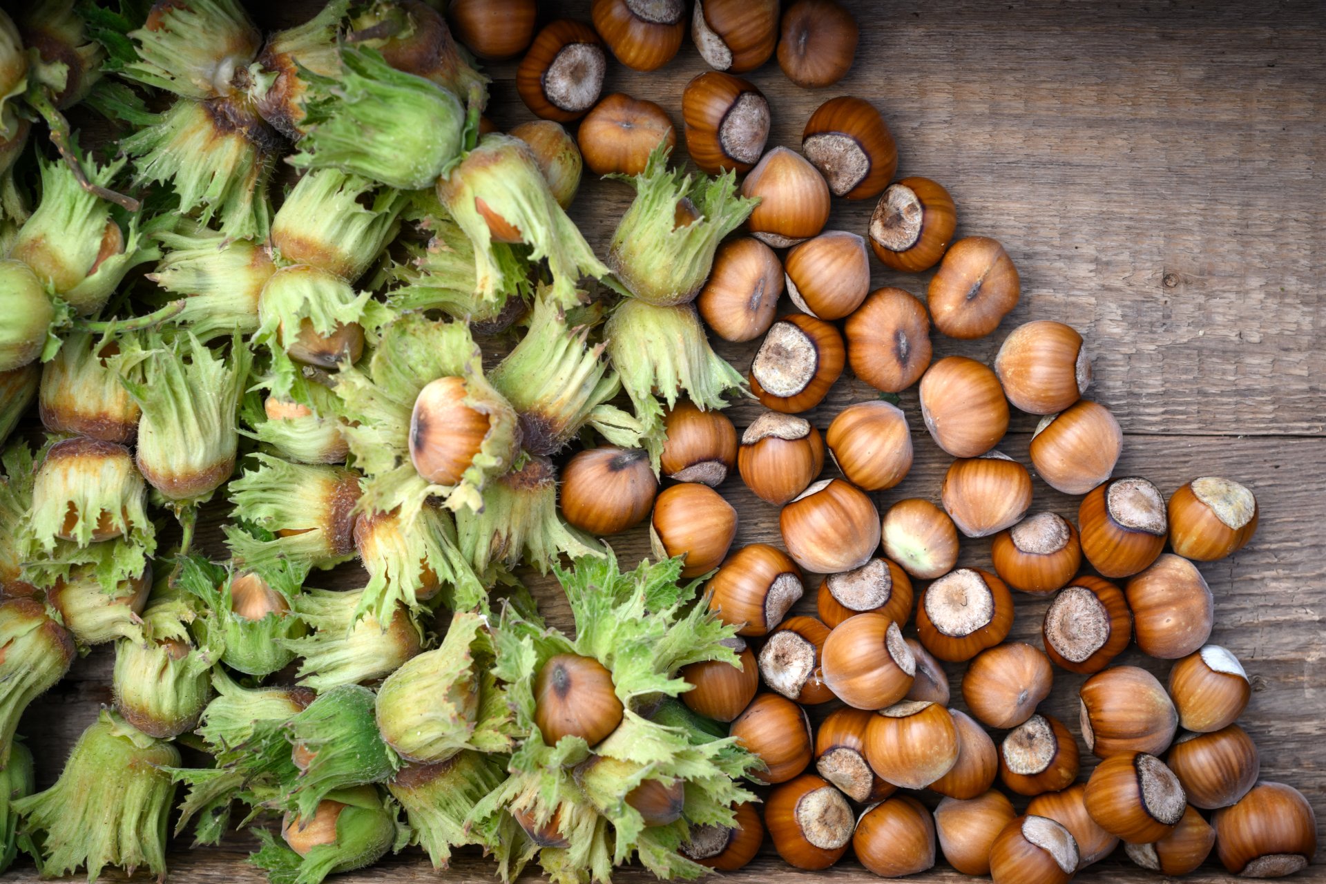 nocciole fresche di un nocciolo