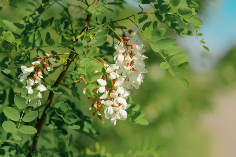 robinia