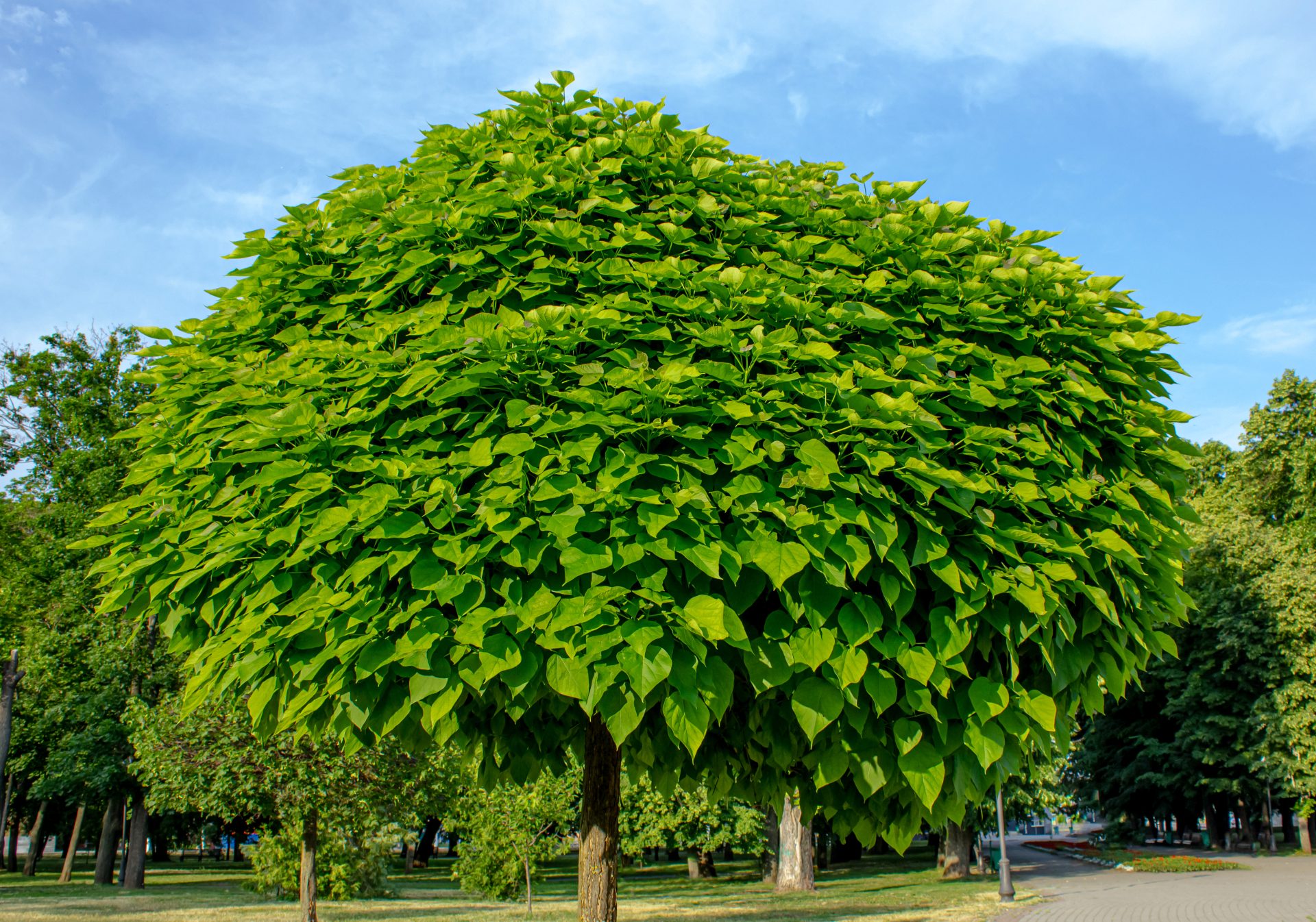 Albero di tiglio