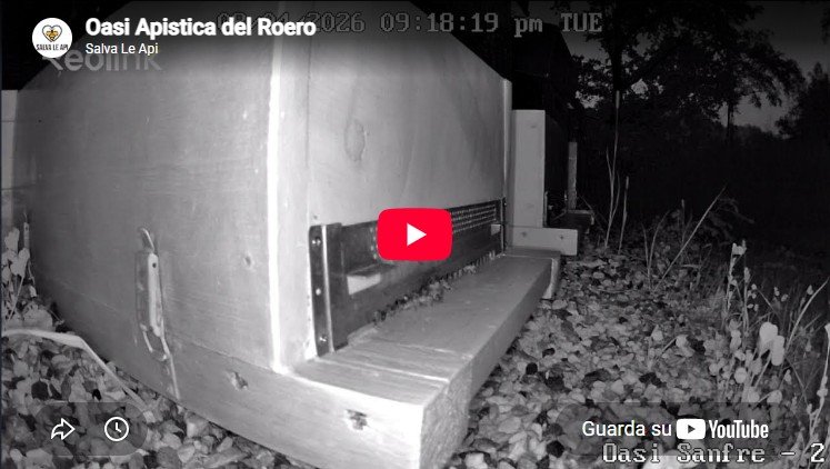 youtube oasis apistica del roesro