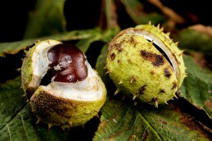 frutos de castaño de Indias
