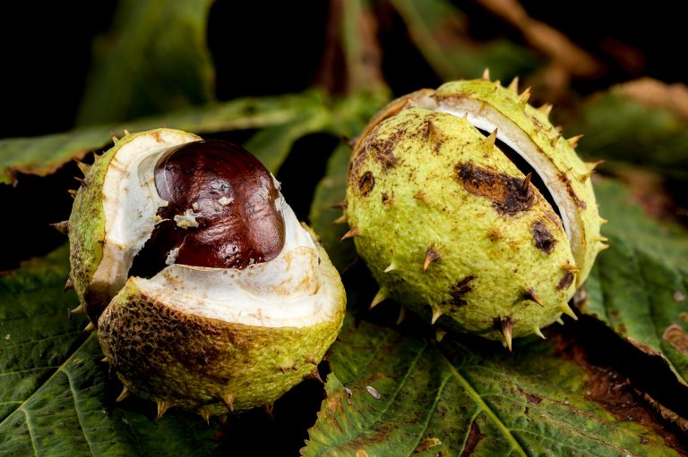 ippocastano frutti